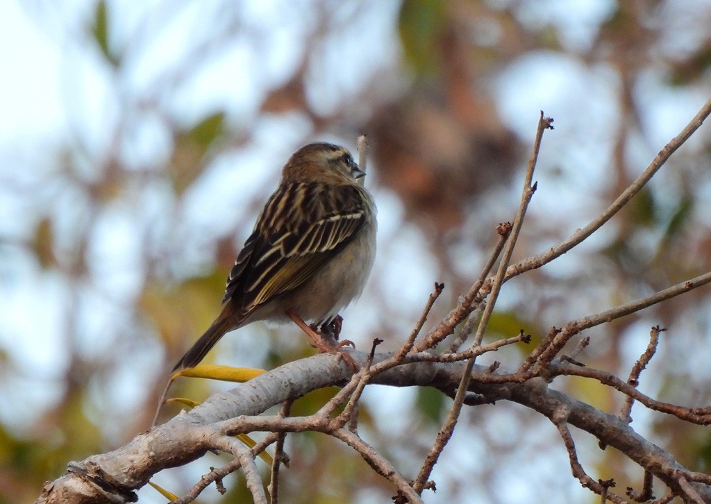 Red/Forest Fody - ML646734530