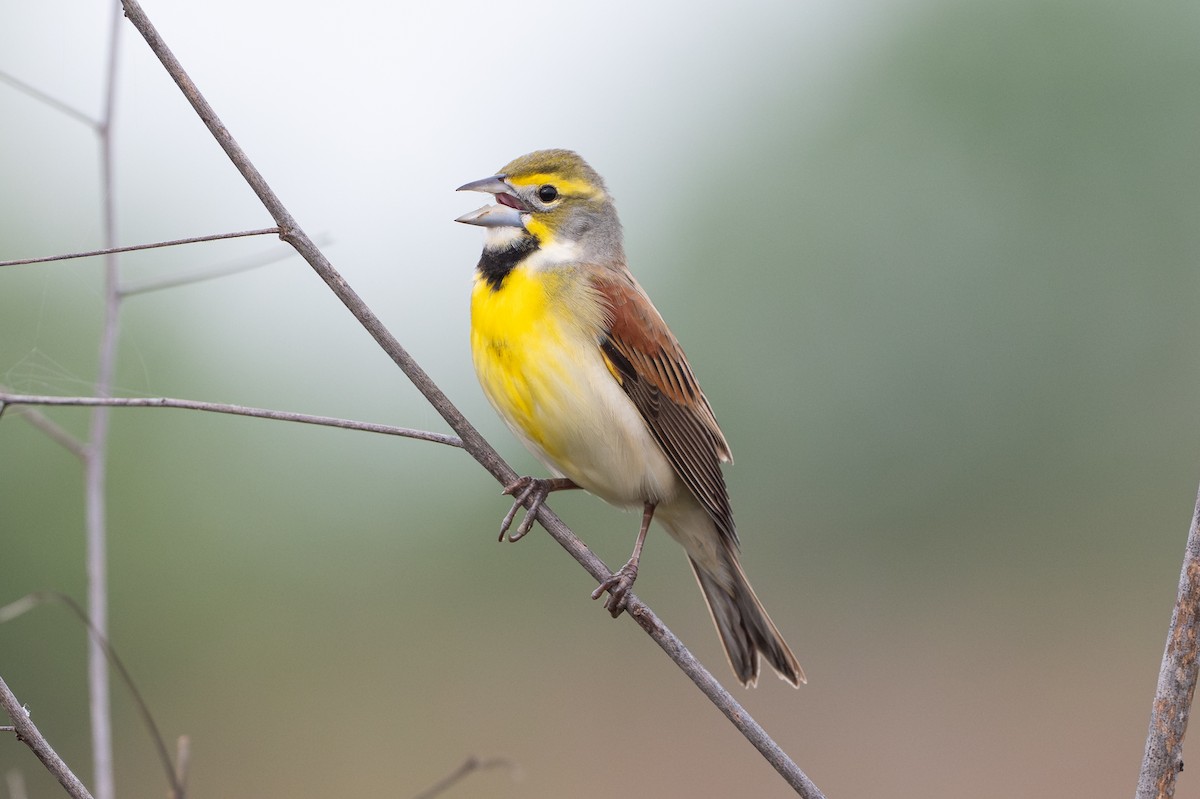 Dickcissel - ML646734531
