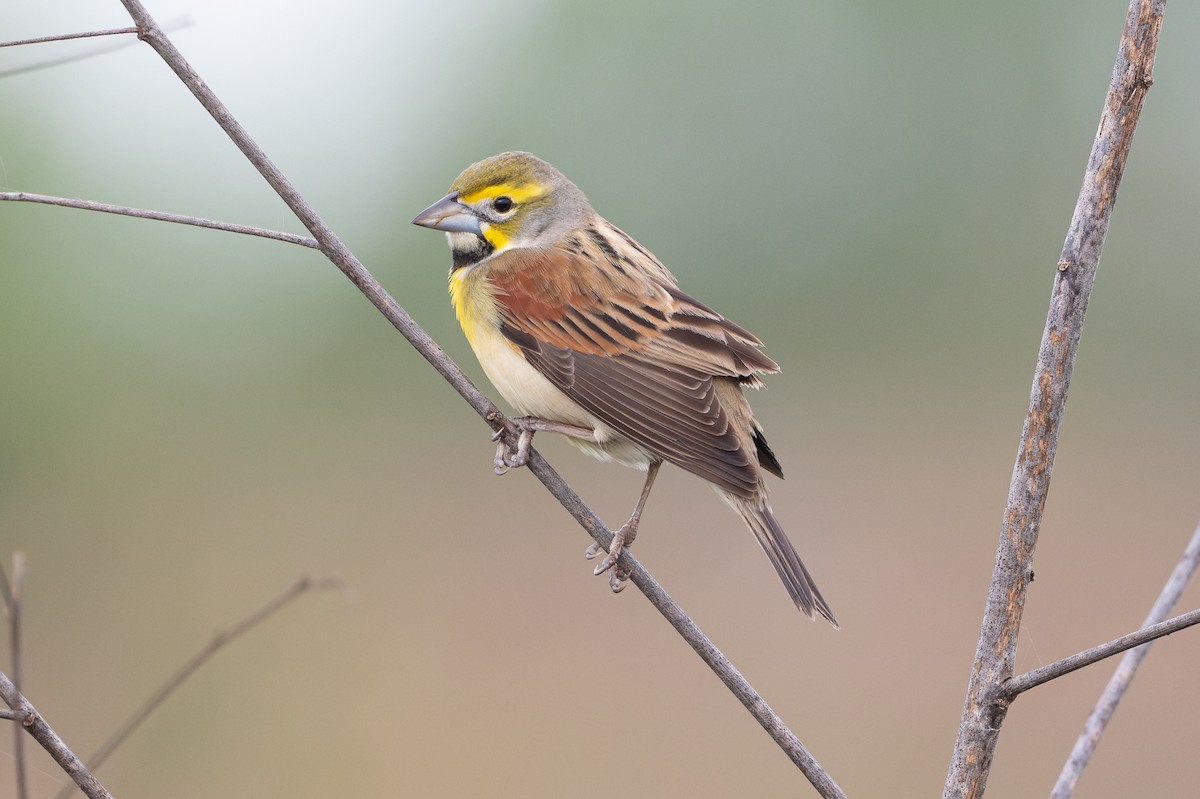 Dickcissel - ML646734532