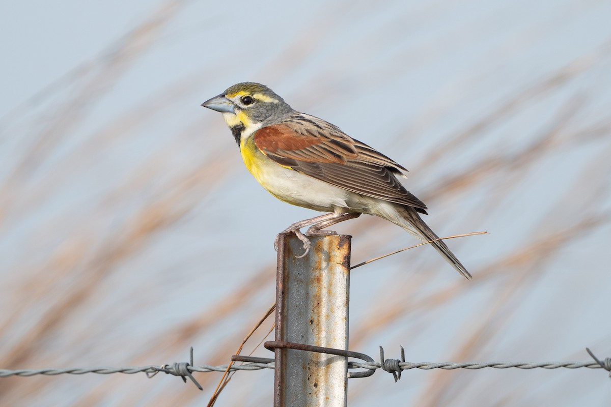 Dickcissel - ML646734533
