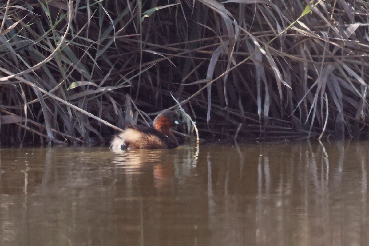 Little Grebe - ML646734534