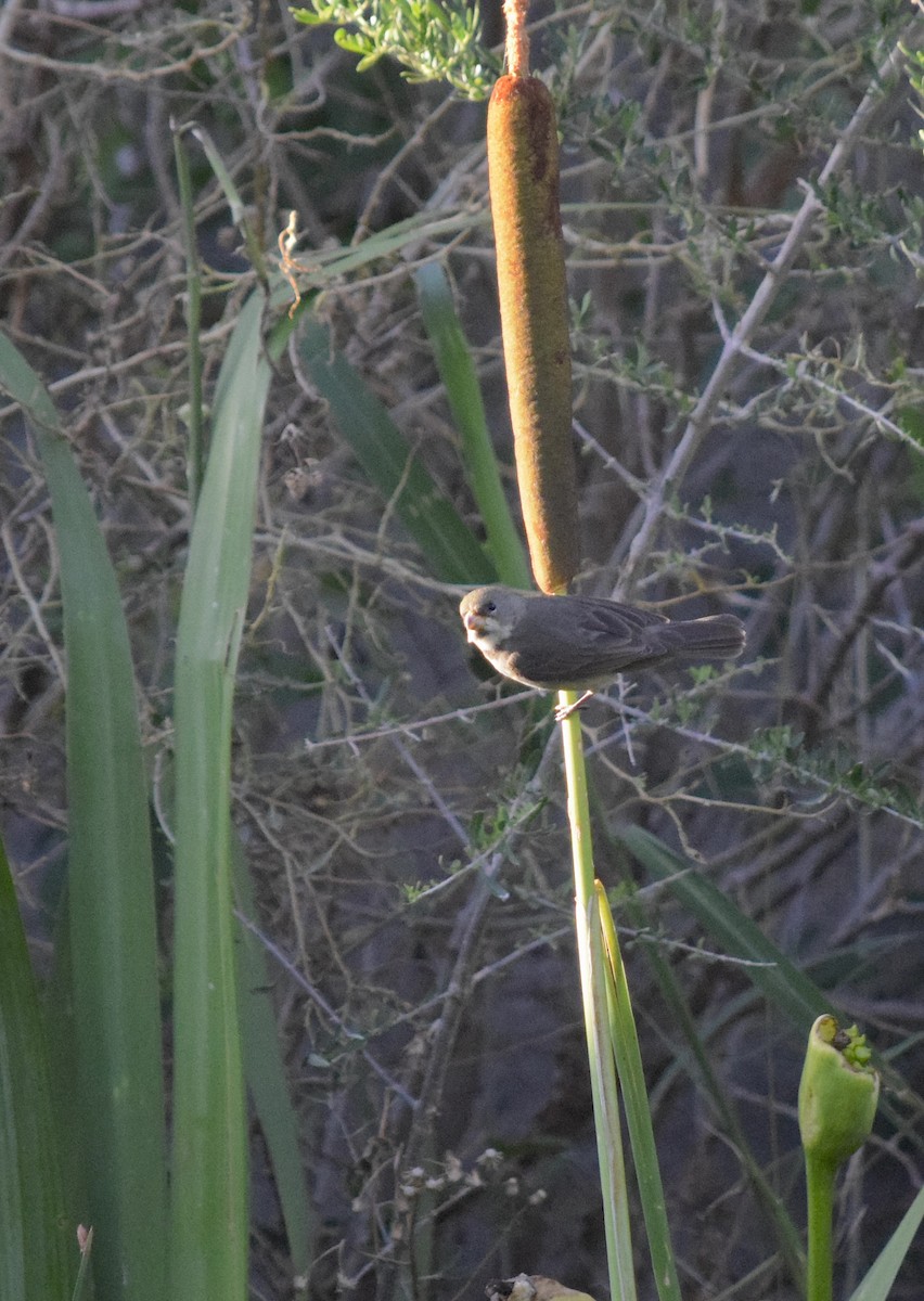 Double-collared Seedeater - ML646734535