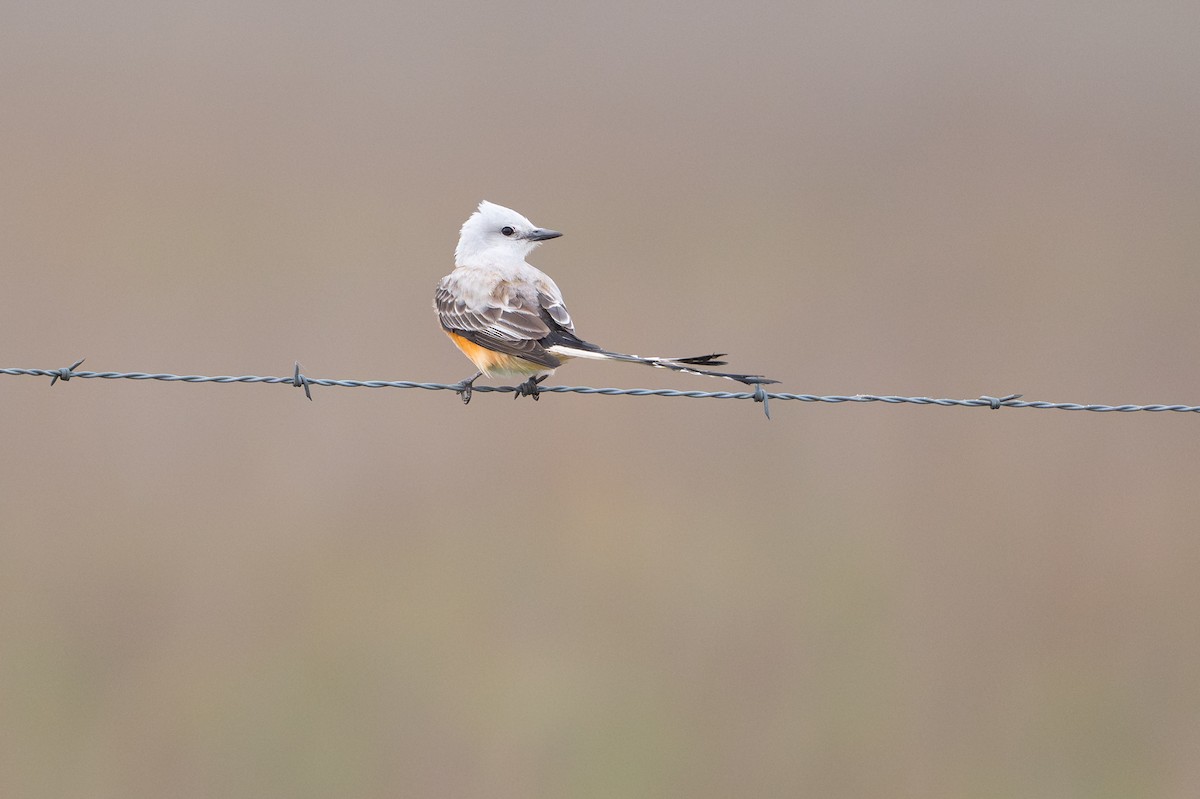 Scissor-tailed Flycatcher - ML646734536