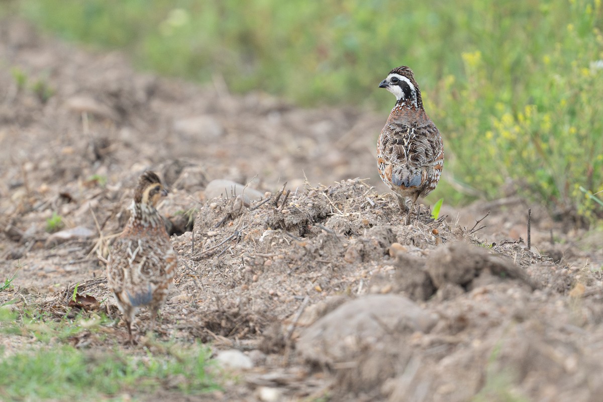 Northern Bobwhite - ML646734537
