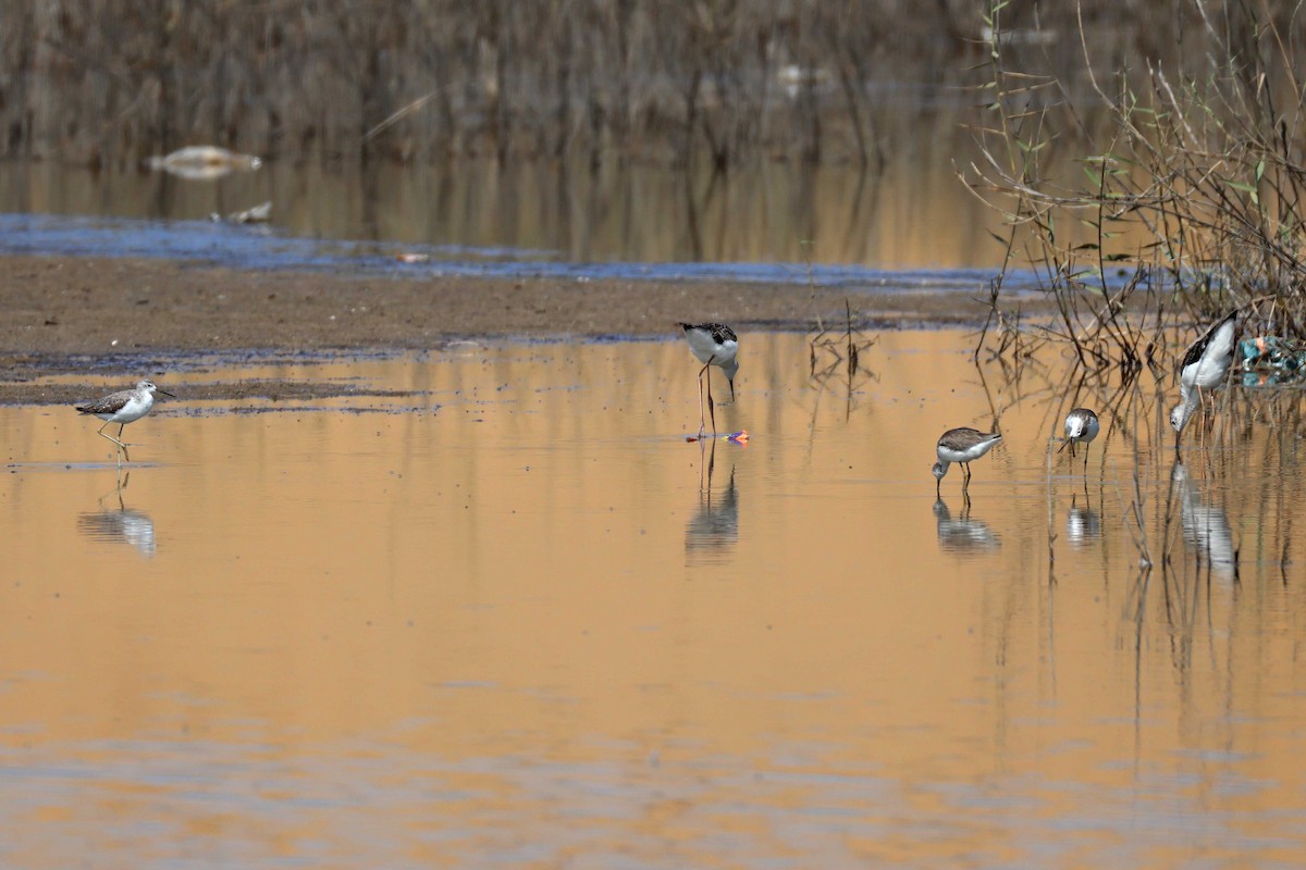 Marsh Sandpiper - ML646734538