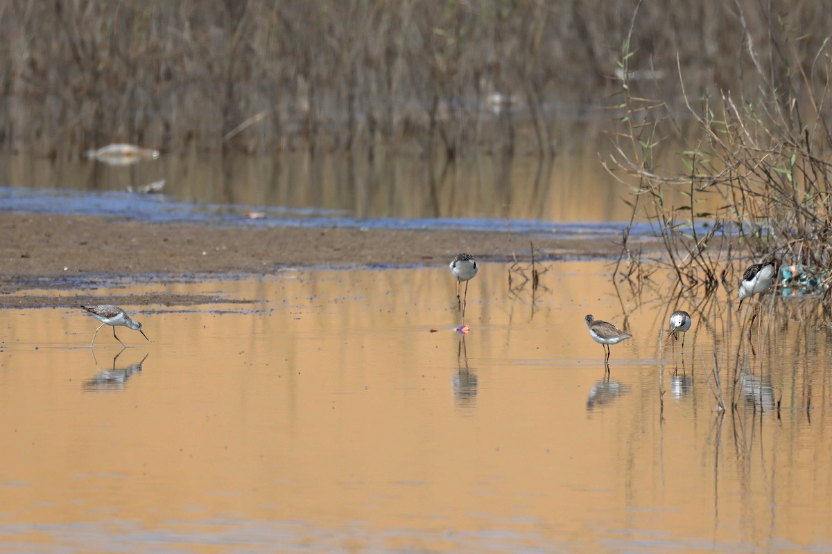 Marsh Sandpiper - ML646734539
