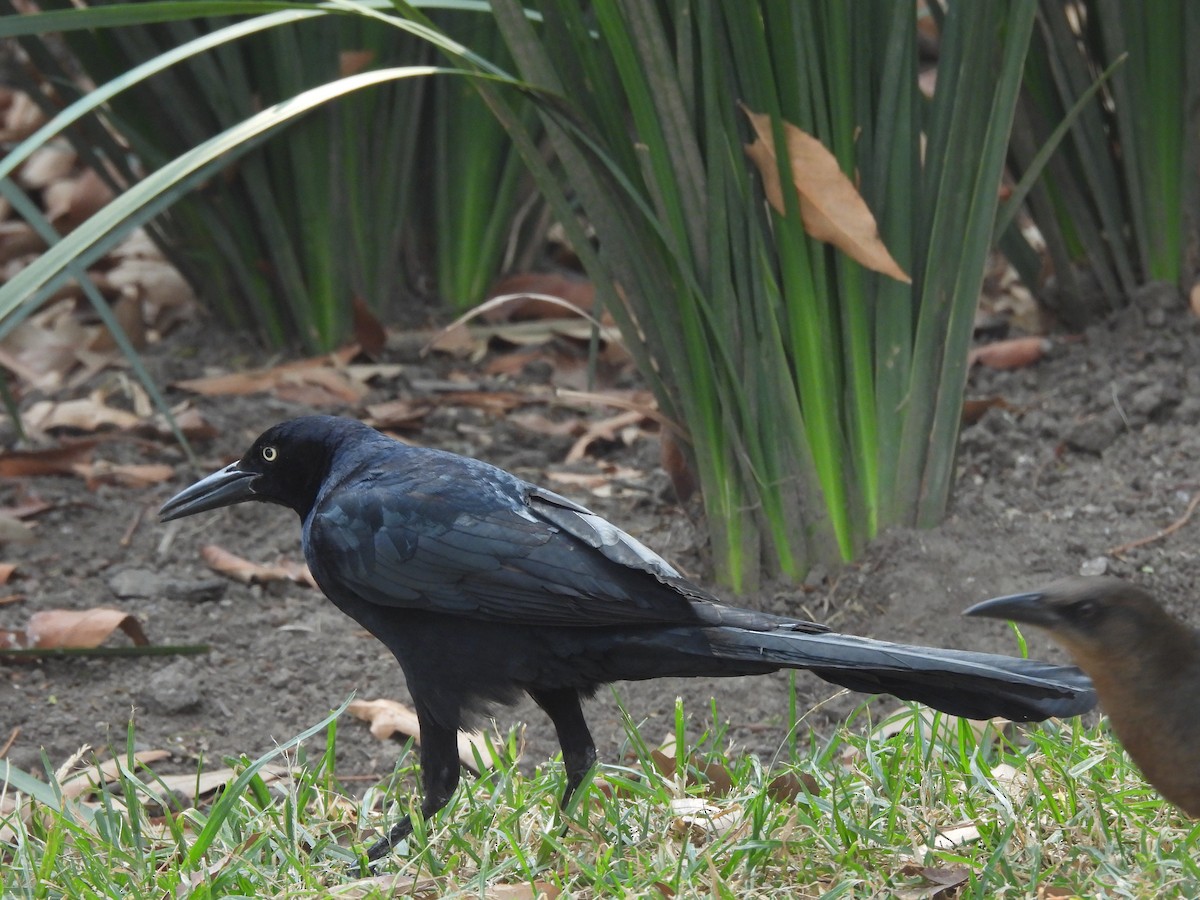Great-tailed Grackle - ML646734540