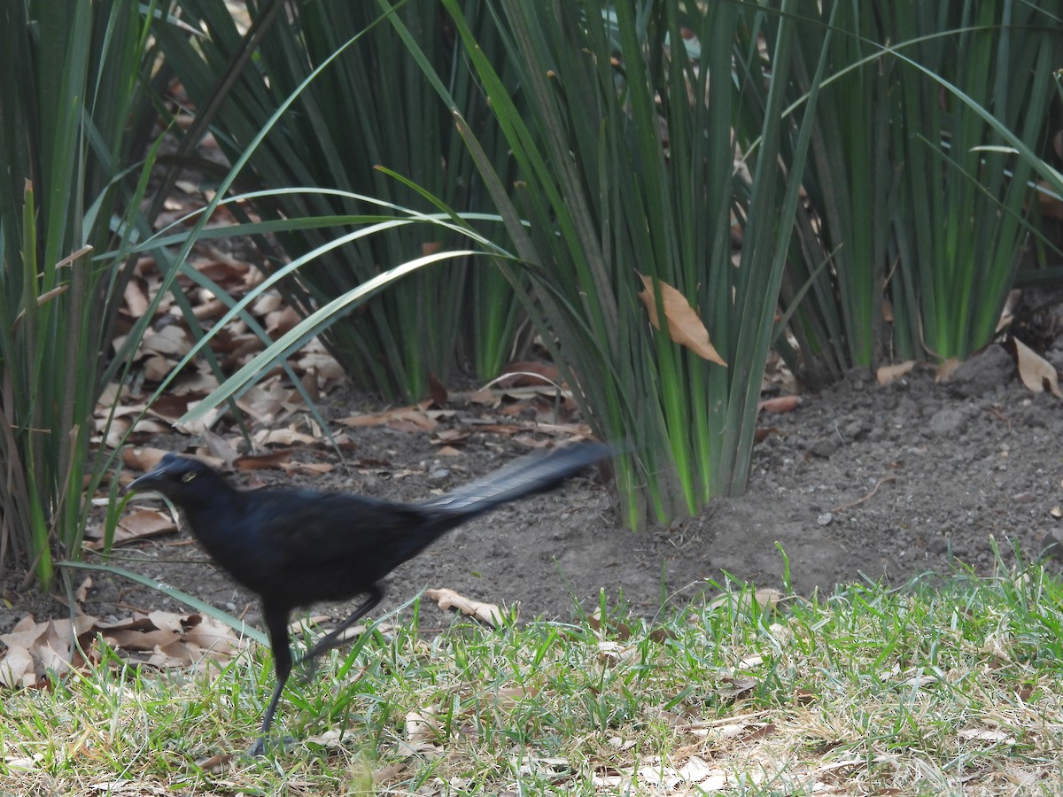 Great-tailed Grackle - ML646734541