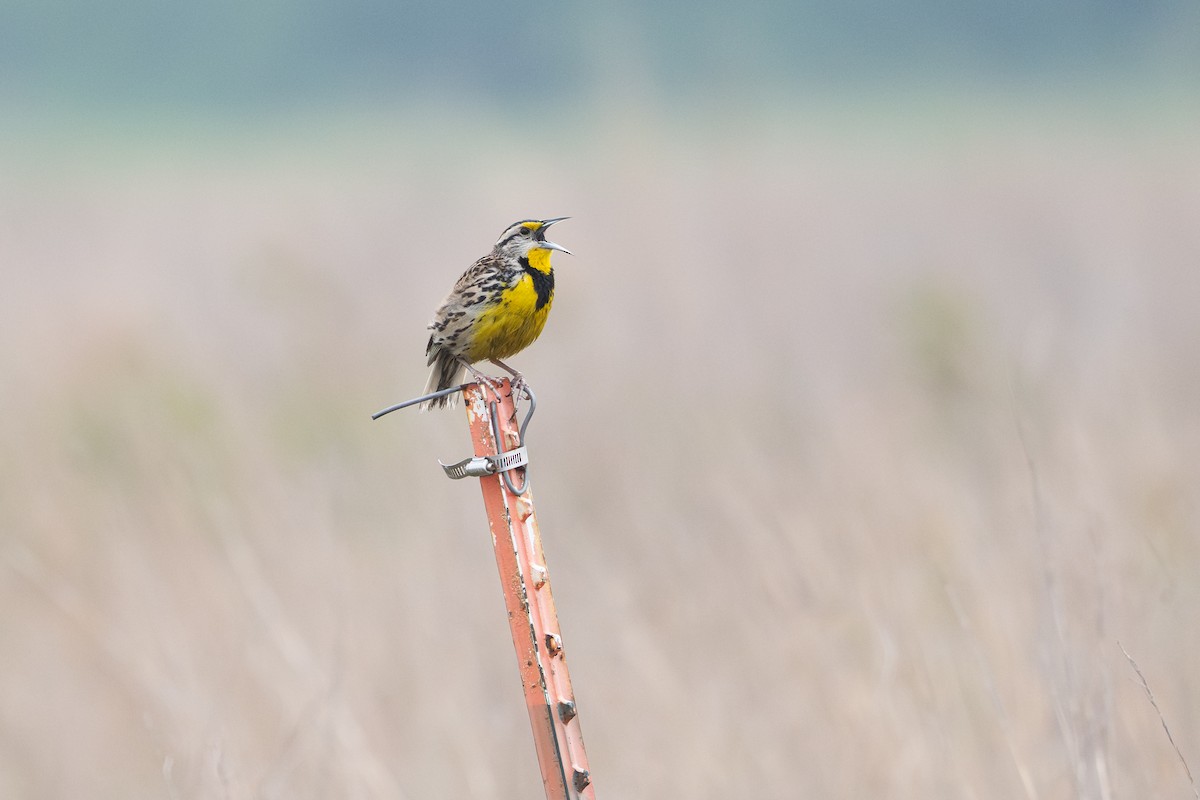 Eastern Meadowlark - ML646734542