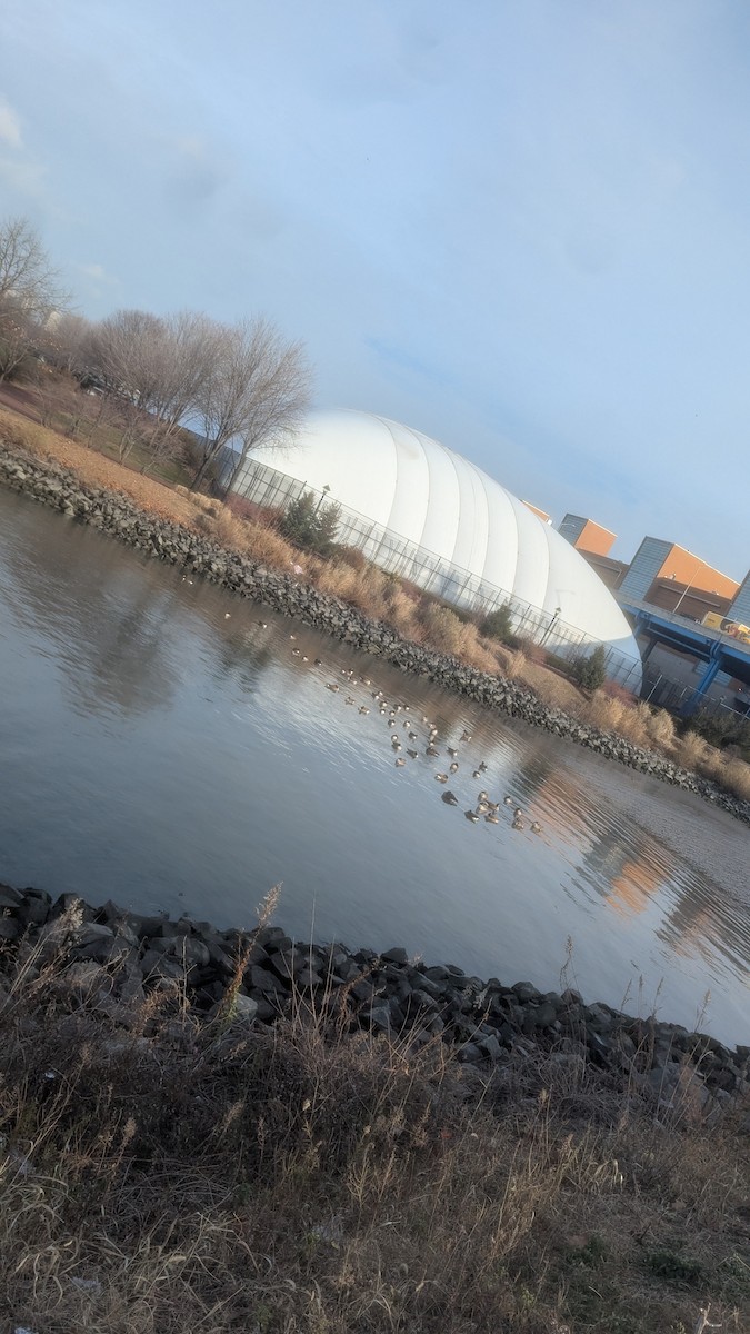 Canada Goose - ML646734545