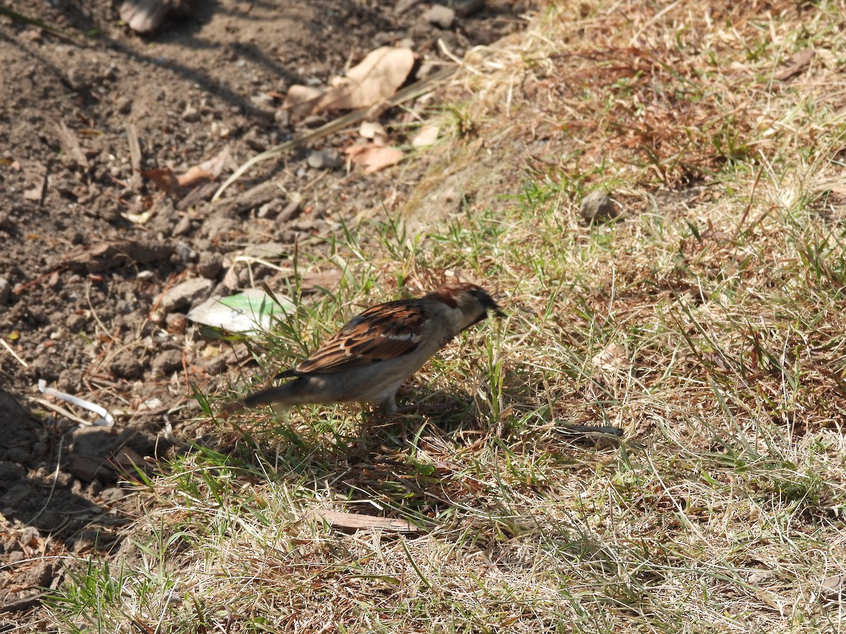House Sparrow - ML646734548