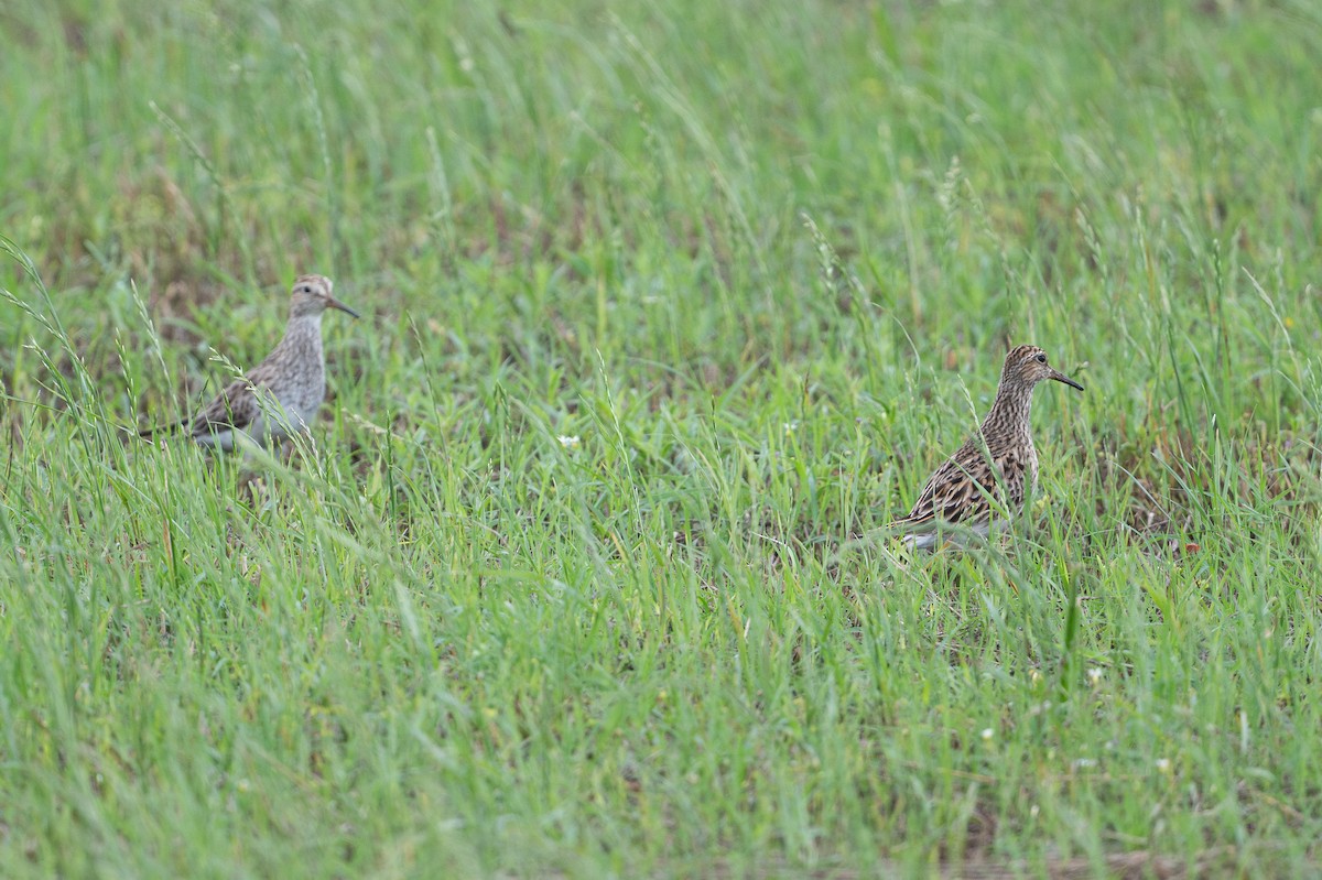 Pectoral Sandpiper - ML646734550