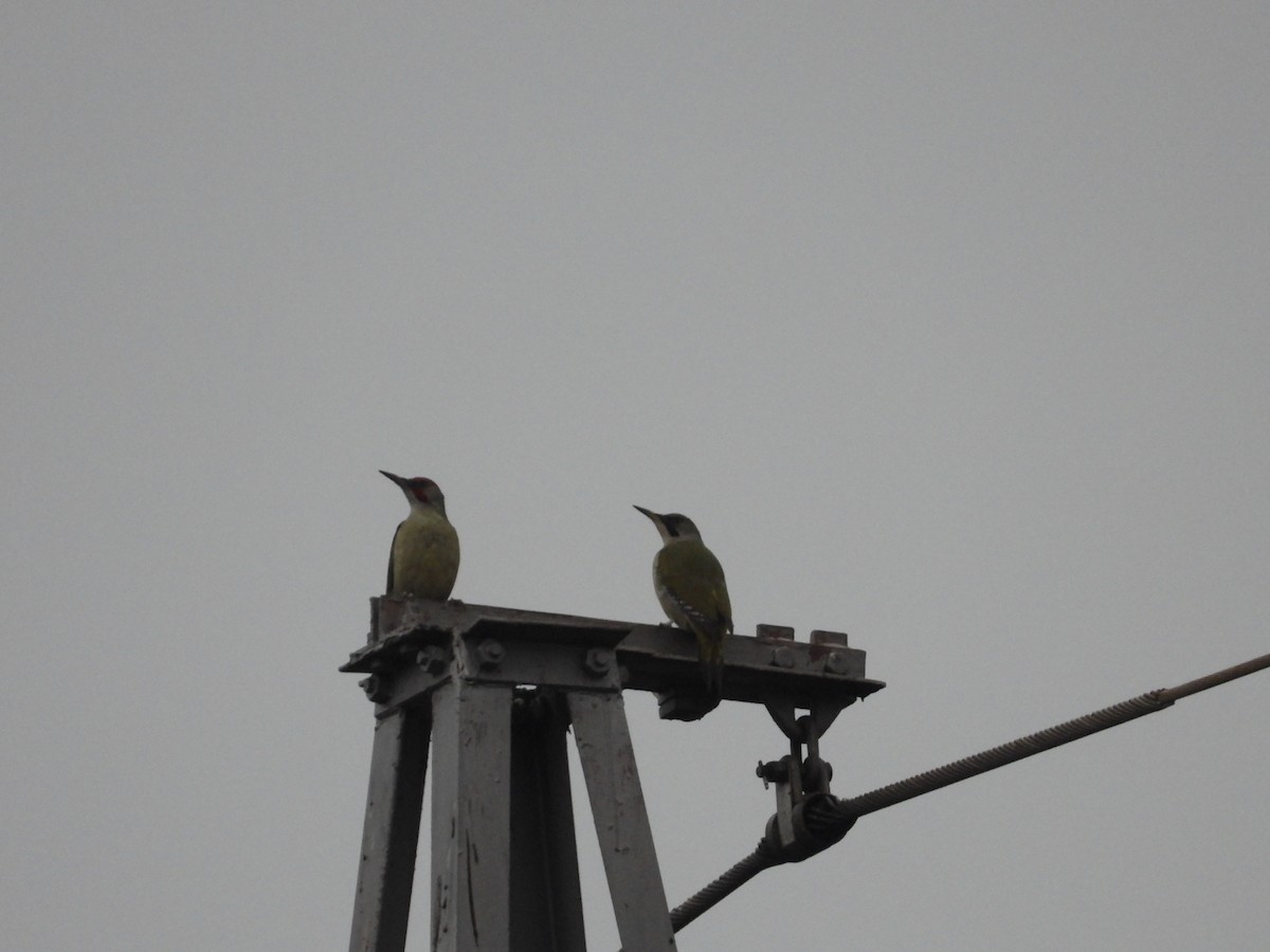 Iberian Green Woodpecker - ML646734551