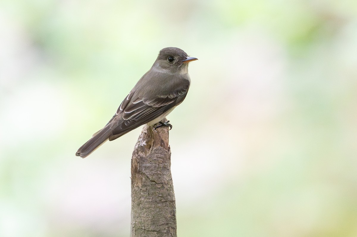 Eastern Wood-Pewee - ML646734552