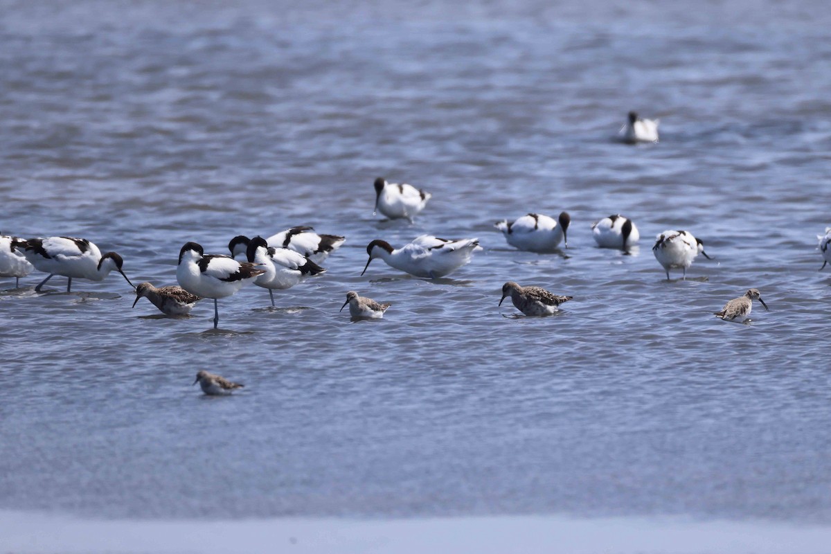 Pied Avocet - ML646734553