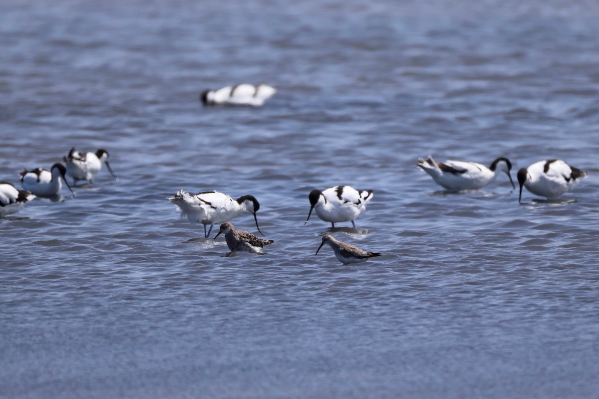 Pied Avocet - ML646734554