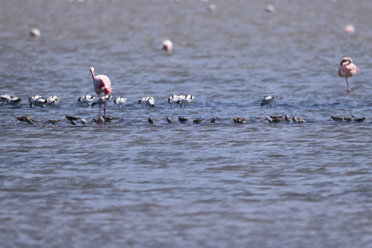Pied Avocet - ML646734555