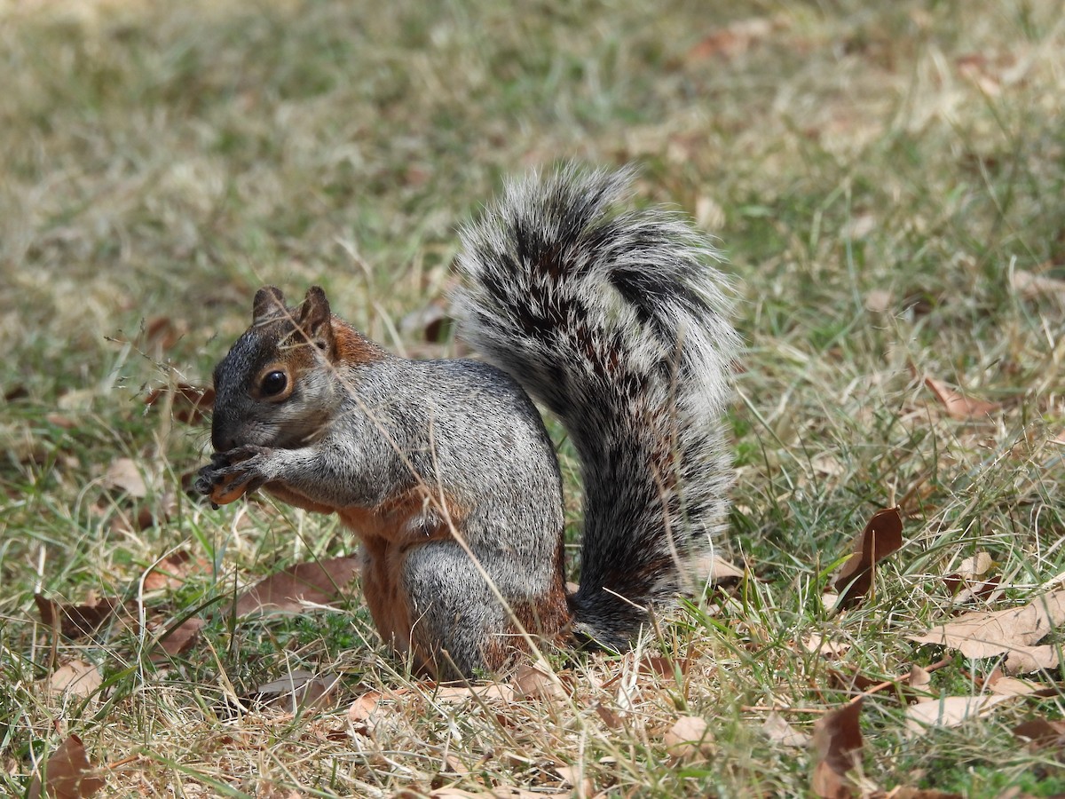 Animals - ML646734557