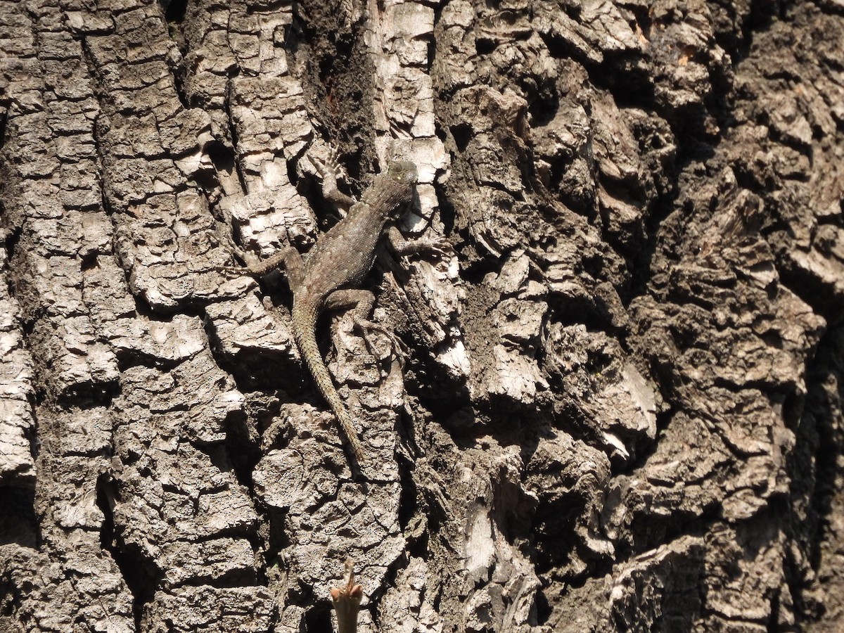 Animals - ML646734558