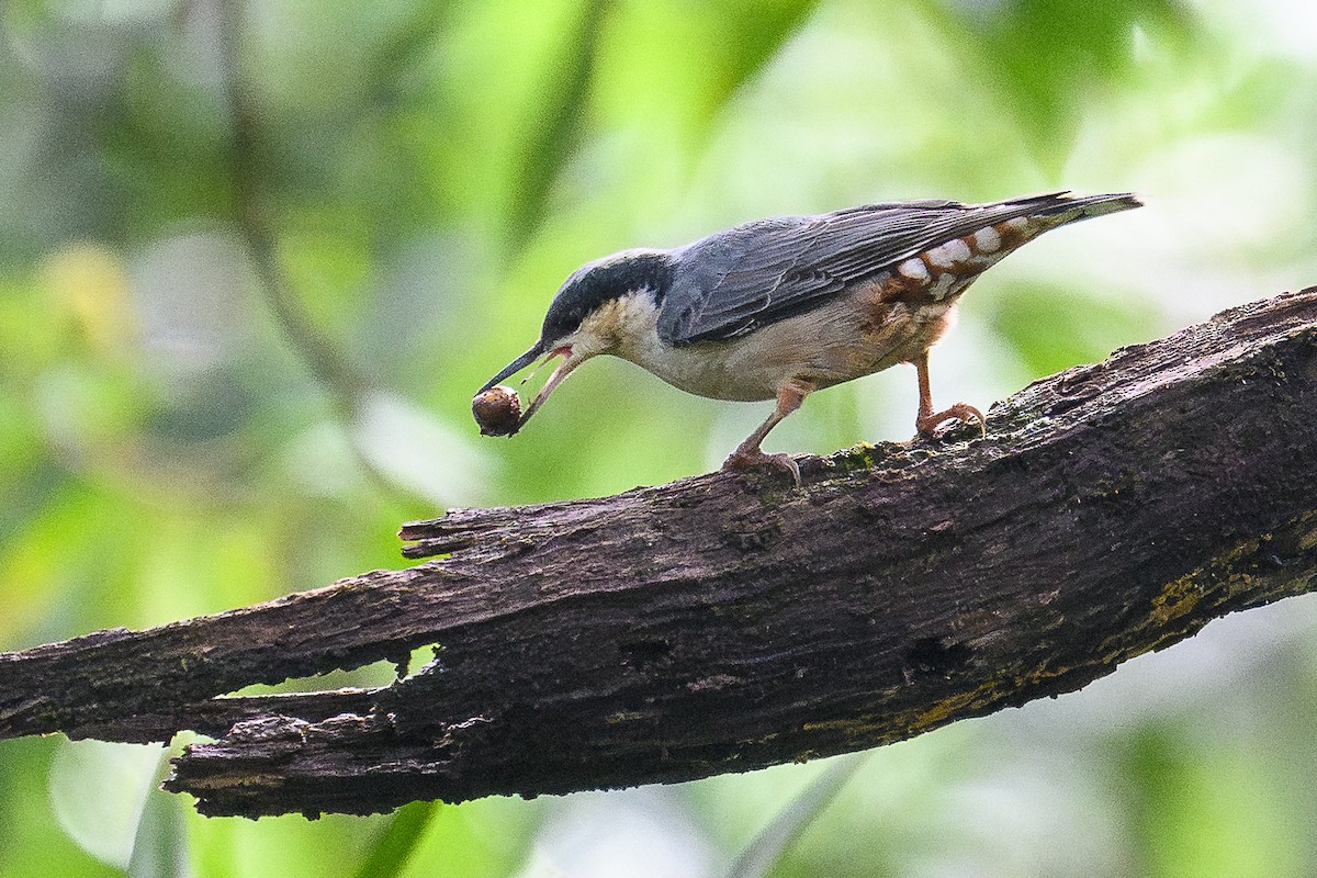 Giant Nuthatch - ML646734559