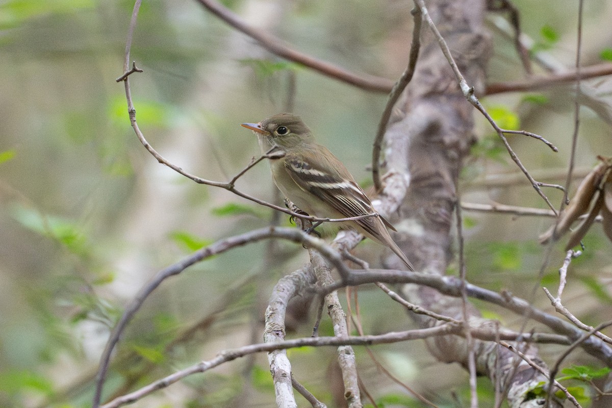 Acadian Flycatcher - ML646734560