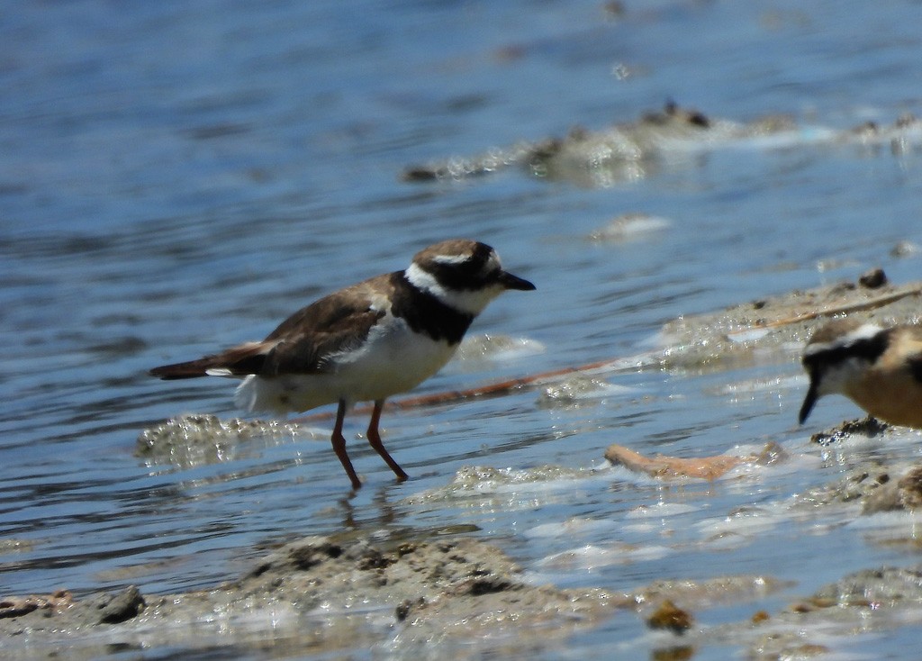 Common Ringed Plover - ML646734563