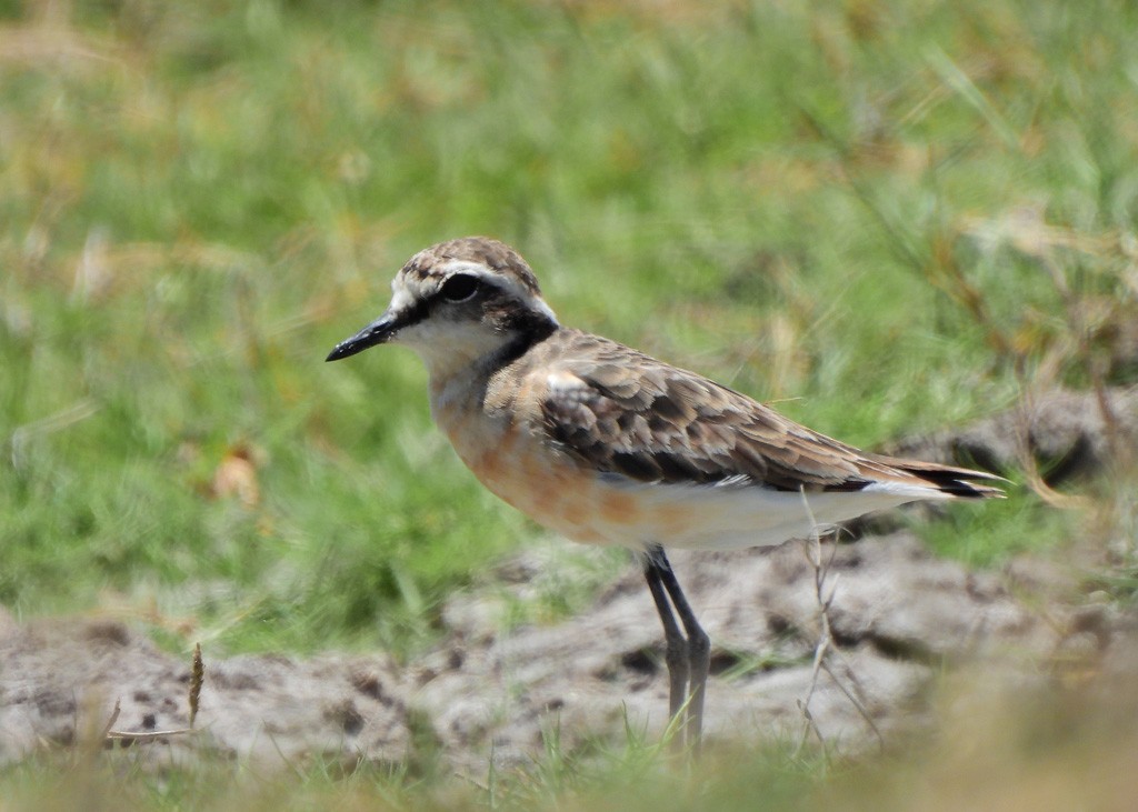 Kittlitz's Plover - ML646734564