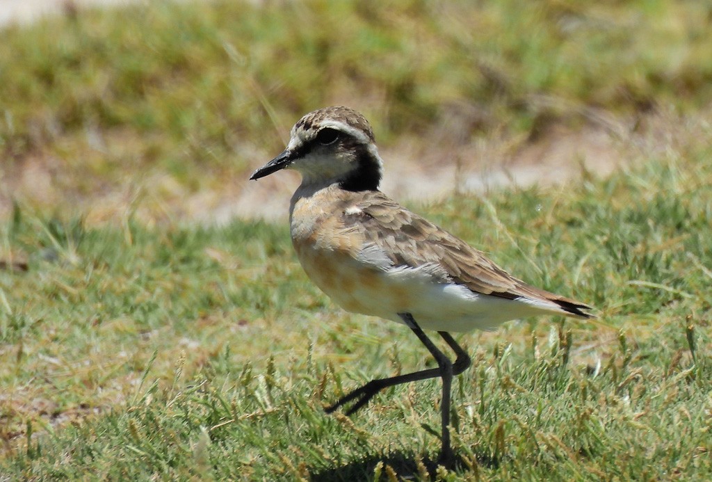 Kittlitz's Plover - ML646734565