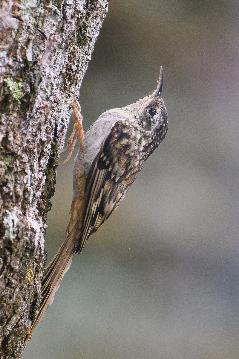 Hume's Treecreeper - ML646734568