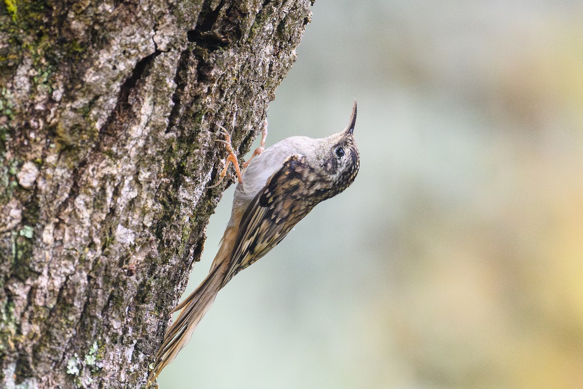 Hume's Treecreeper - ML646734569