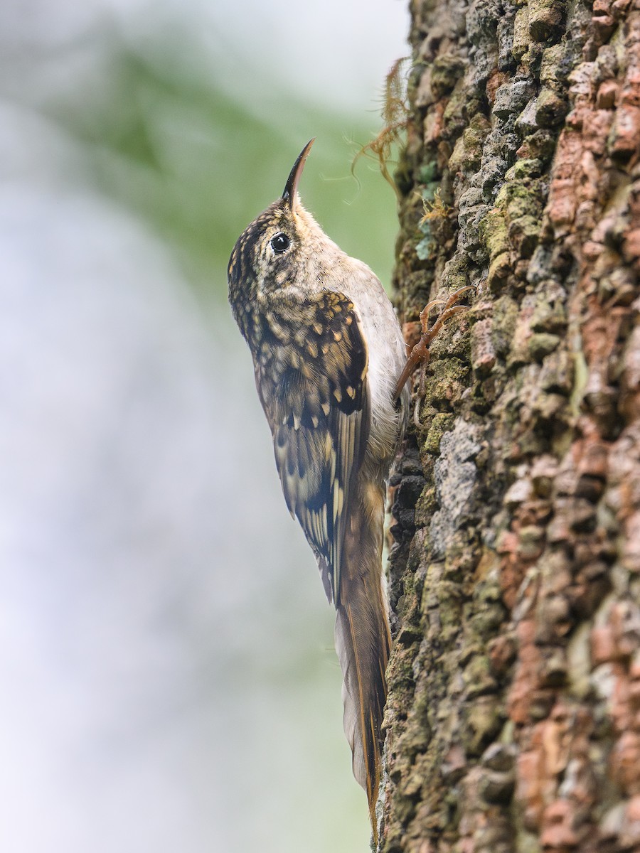 Hume's Treecreeper - ML646734570