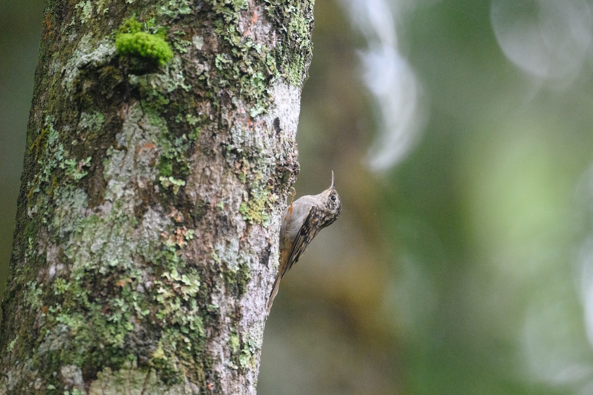 Hume's Treecreeper - ML646734571