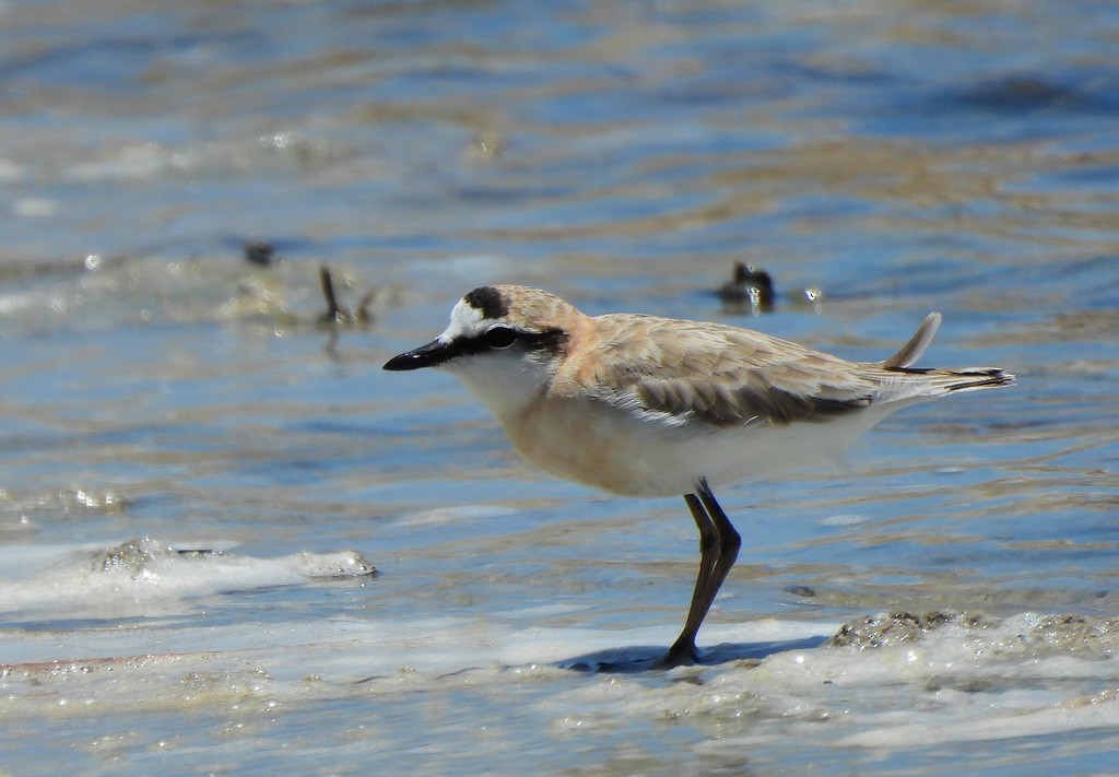 White-fronted Plover - ML646734572