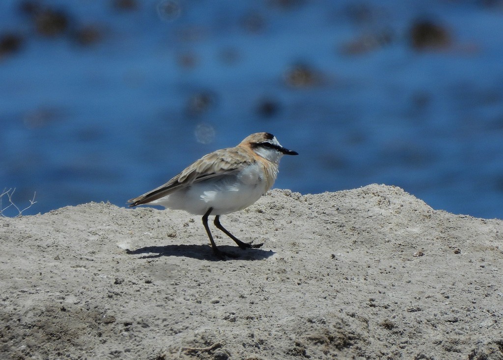 White-fronted Plover - ML646734574