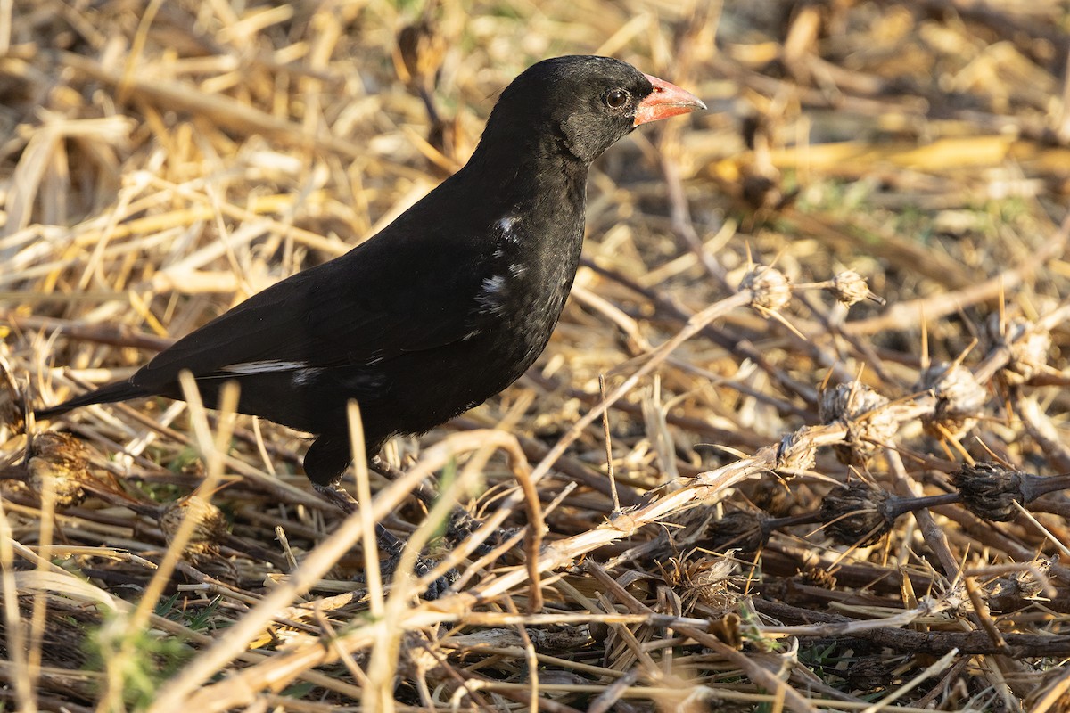 Red-billed Buffalo-Weaver - ML646734575