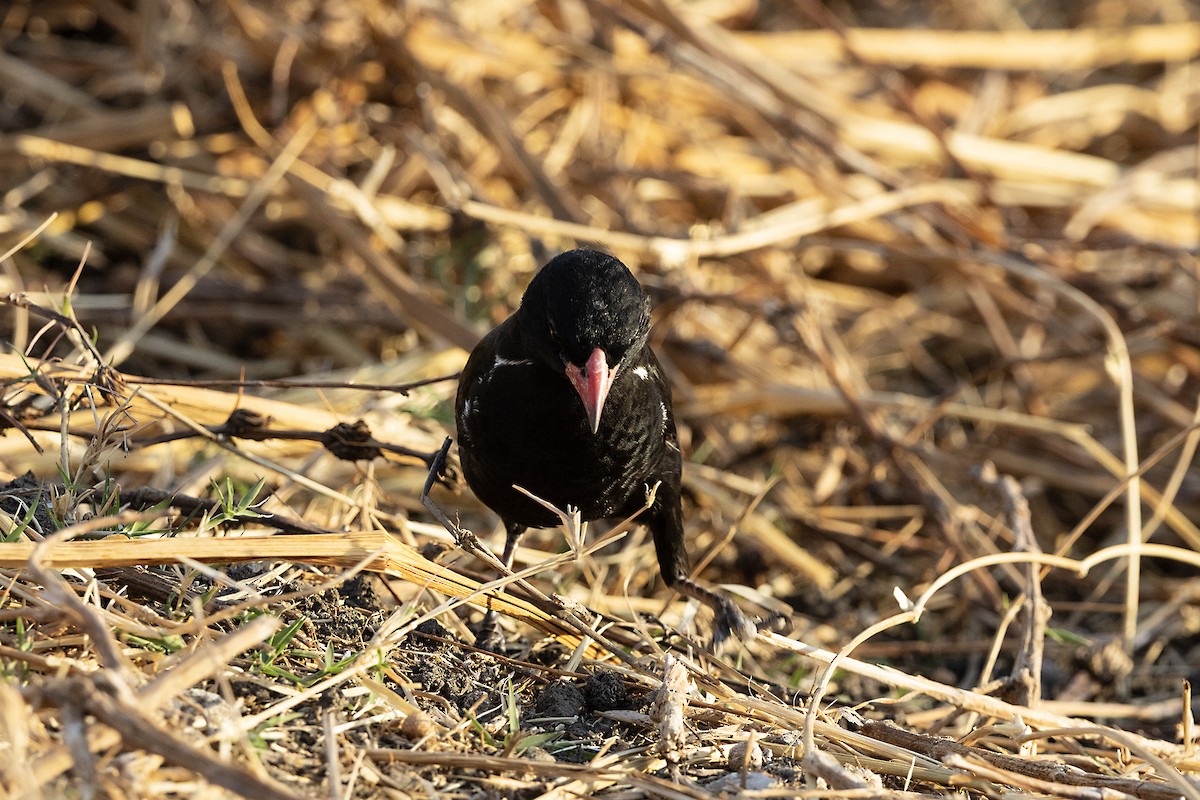 Red-billed Buffalo-Weaver - ML646734576