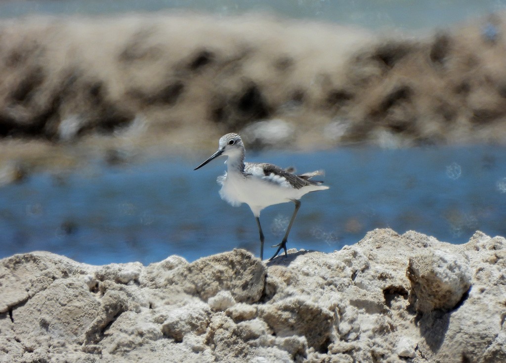 vodouš šedý - ML646734577