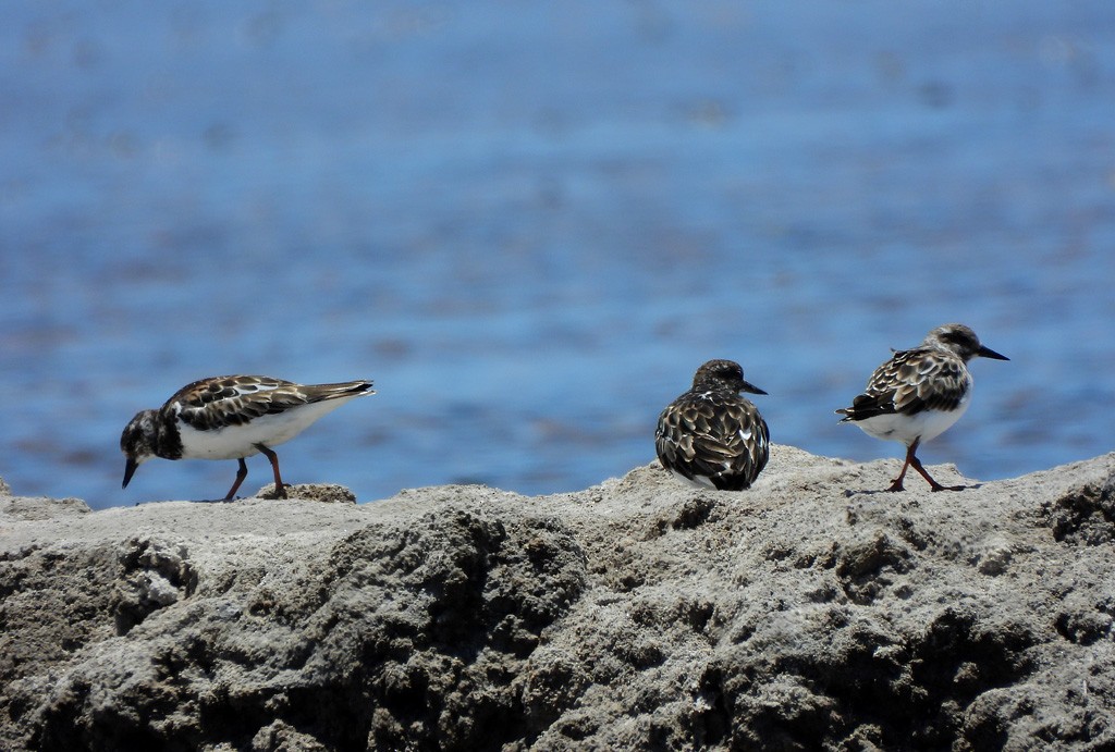 Ruddy Turnstone - ML646734578
