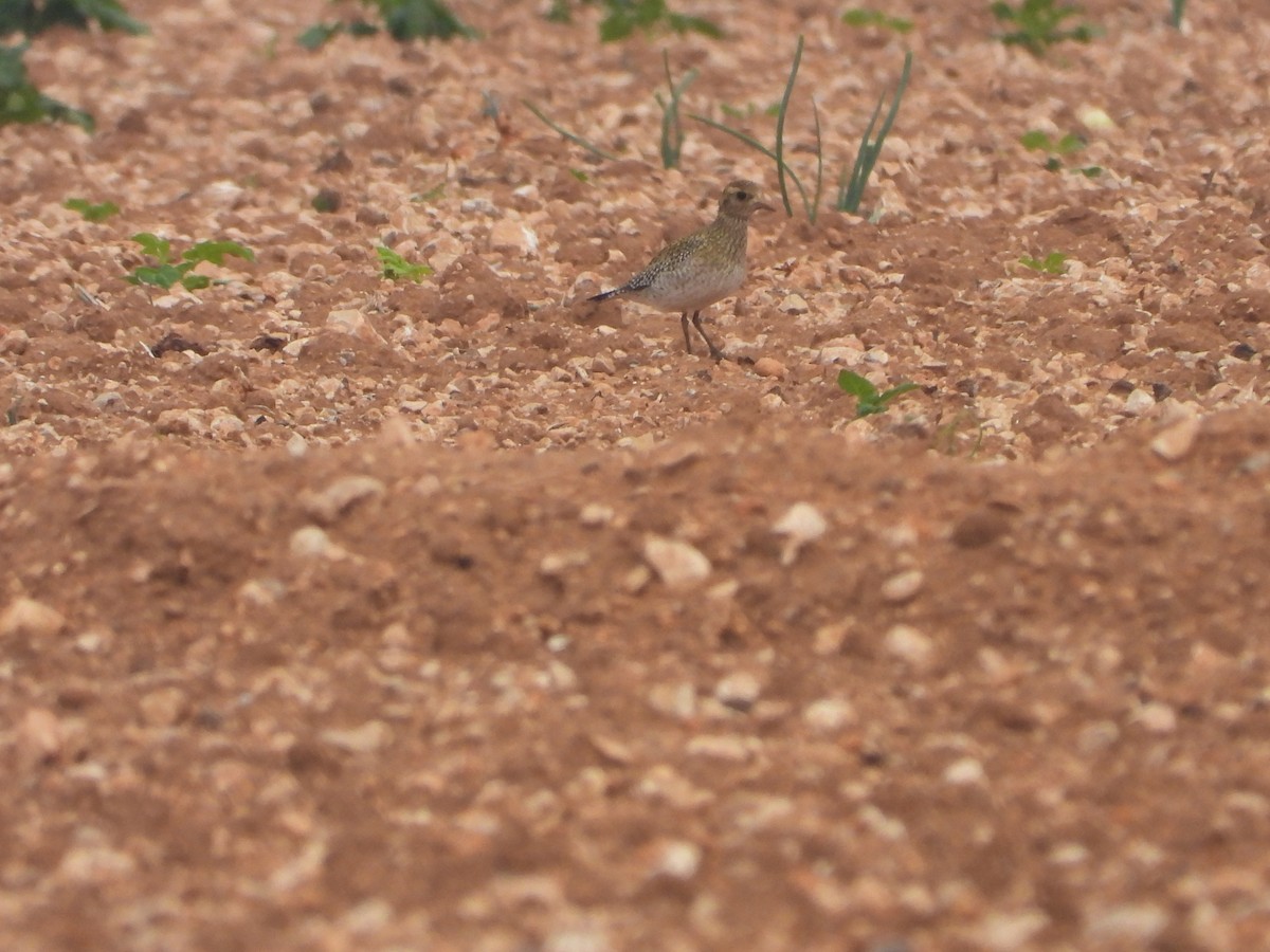 Сивка звичайна - ML646734579