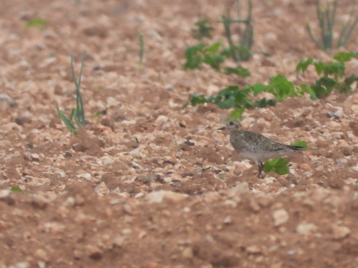 Сивка звичайна - ML646734580