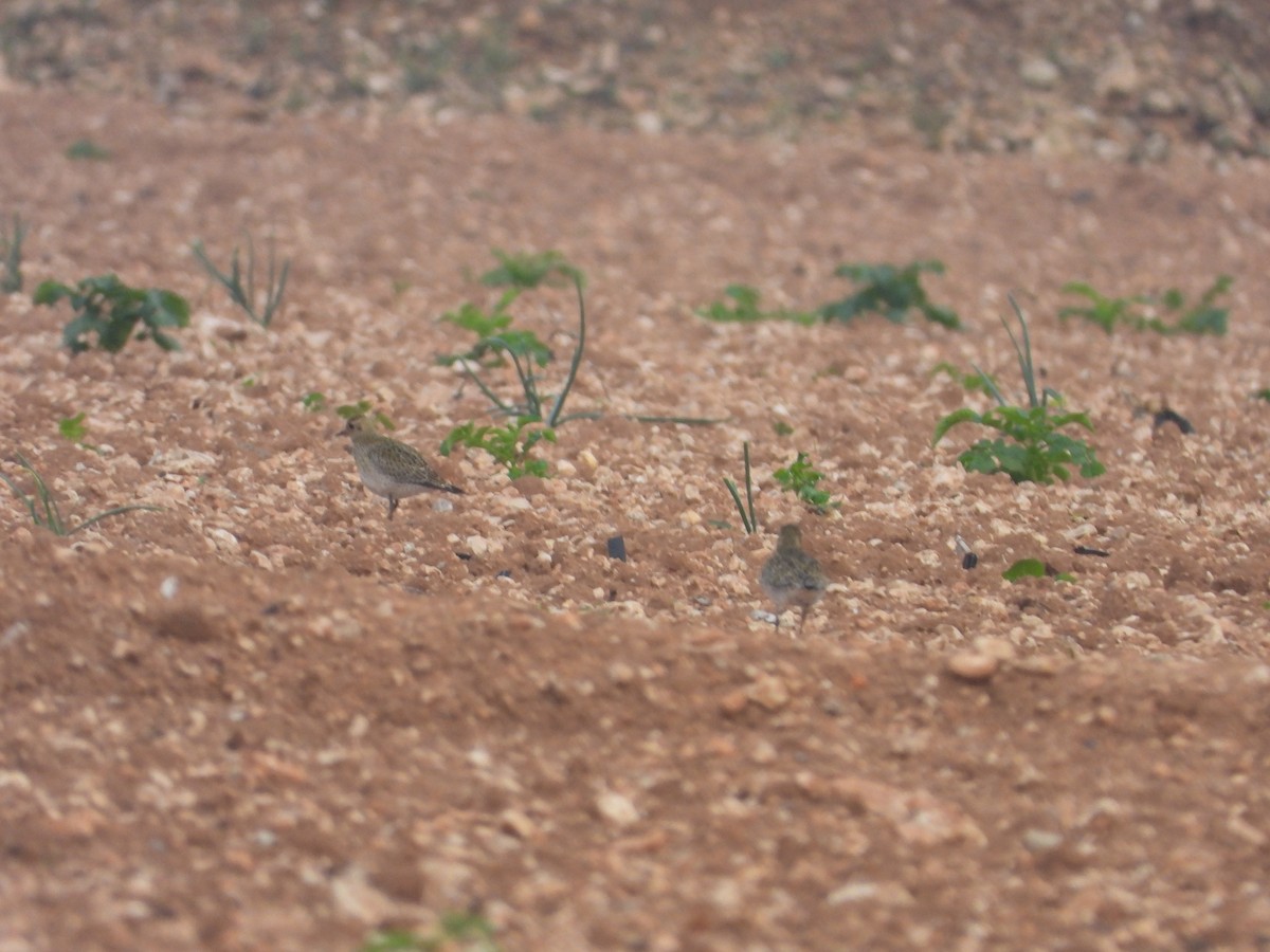 Сивка звичайна - ML646734581