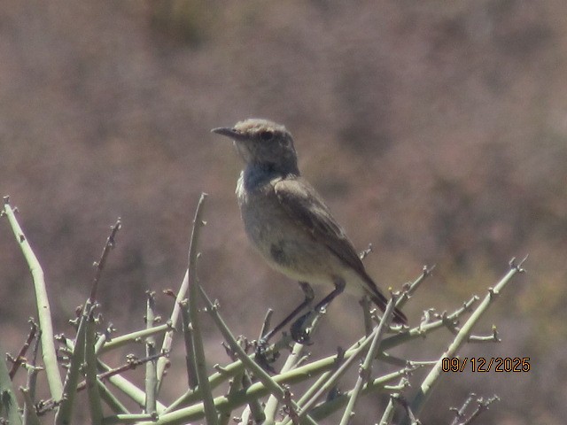 Tractrac Chat - ML646734582