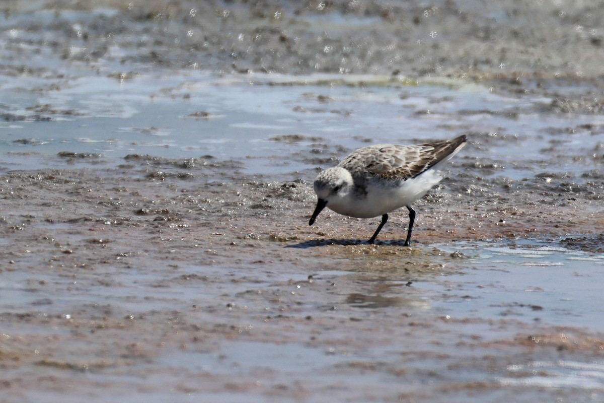 Sanderling - ML646734584