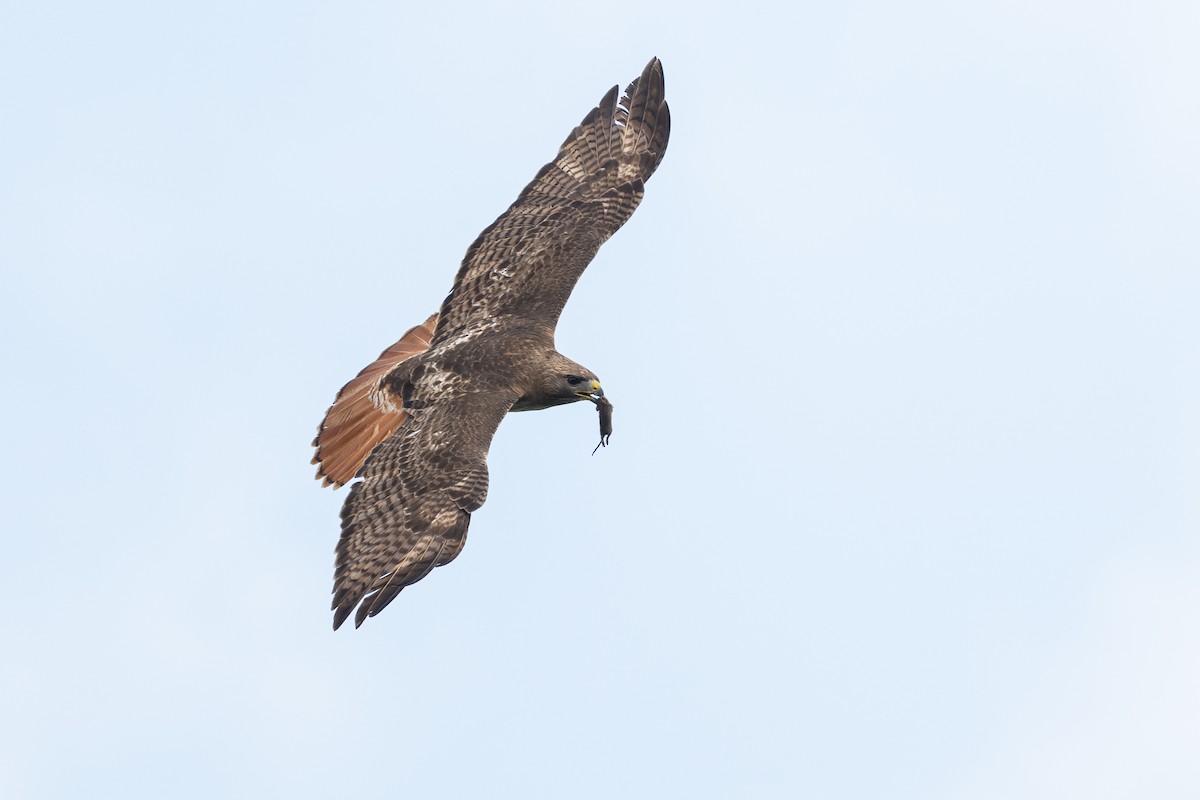 Red-tailed Hawk - ML646734585