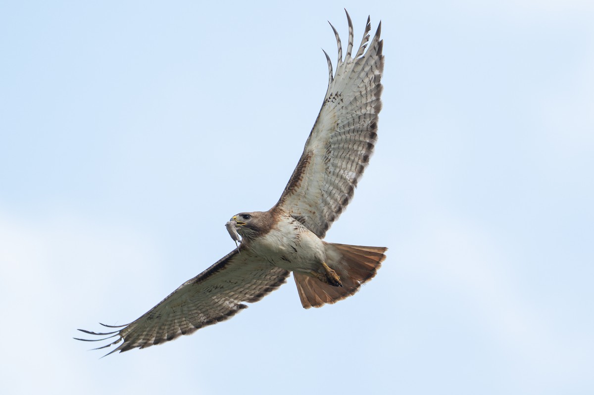 Red-tailed Hawk - ML646734586