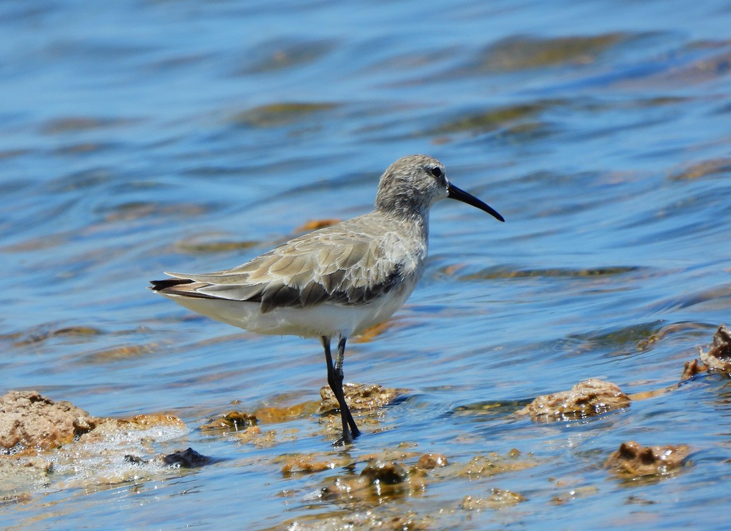 Curlew Sandpiper - ML646734587
