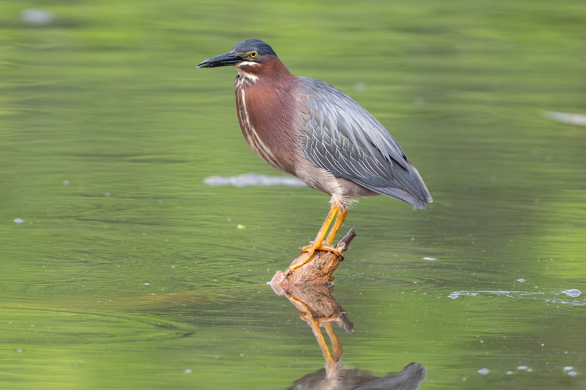 Green Heron - ML646734588