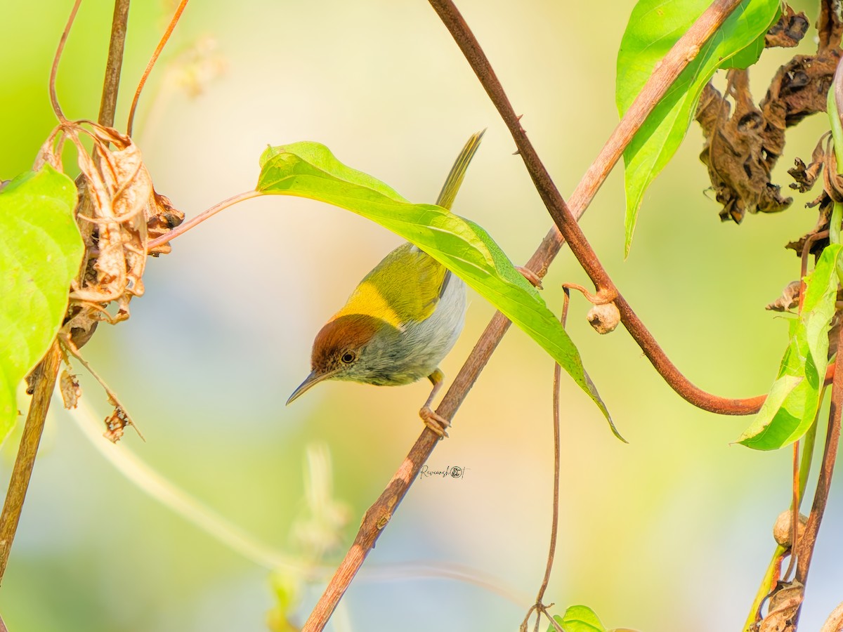 Dark-necked Tailorbird - ML646734589