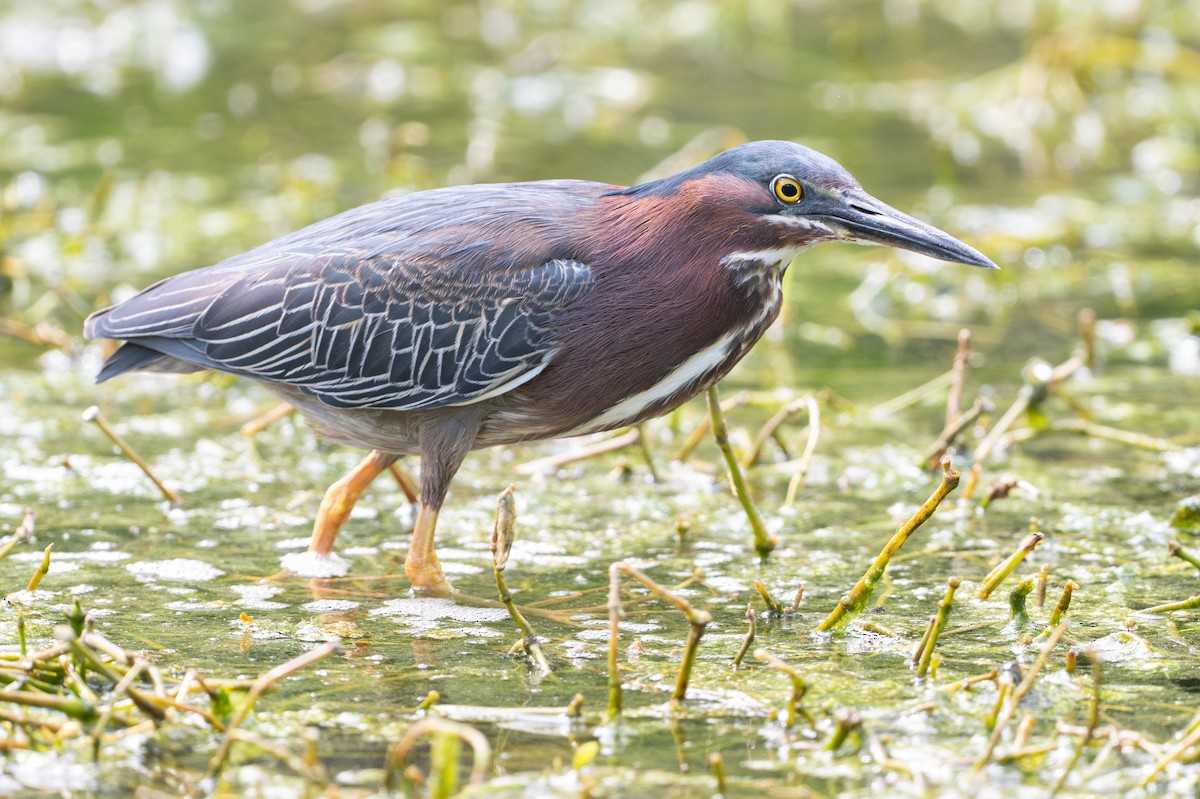 Grünreiher - ML646734590