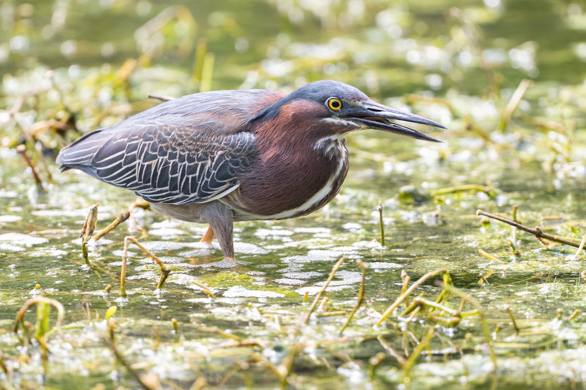 Grünreiher - ML646734591